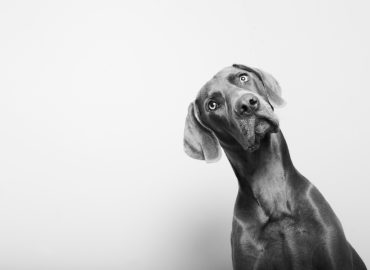 Black and white portrait of a dog cocking its head and looking at the camera.