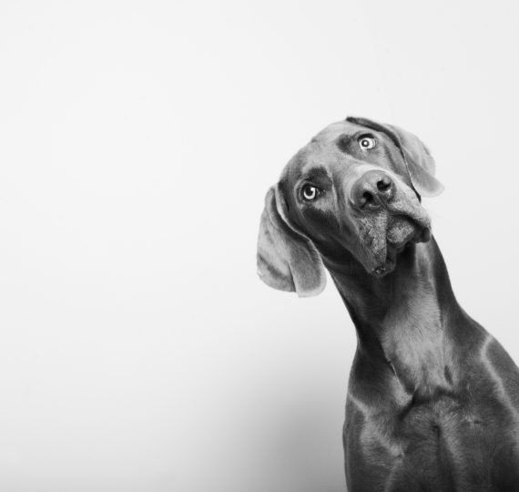 Black and white portrait of a dog cocking its head and looking at the camera.