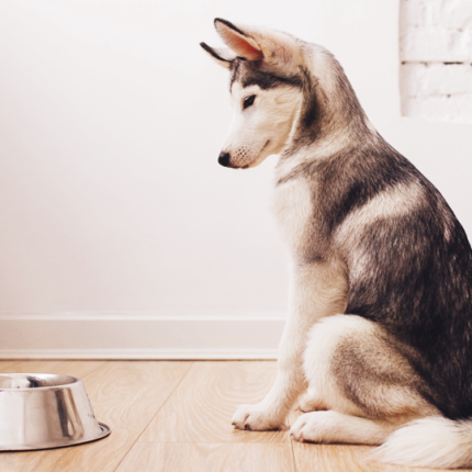 Dog waiting for Raw Food Carnos