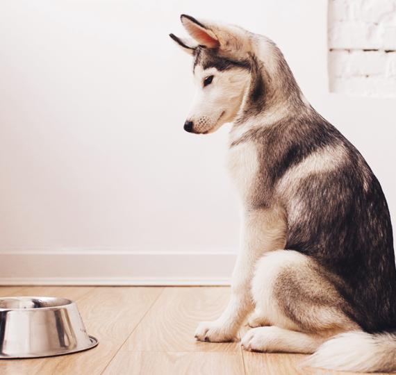 Dog waiting for Raw Food Carnos