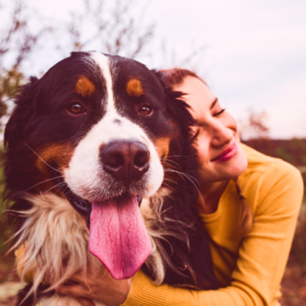 Girl hugging large Bernese Mountain Dog.