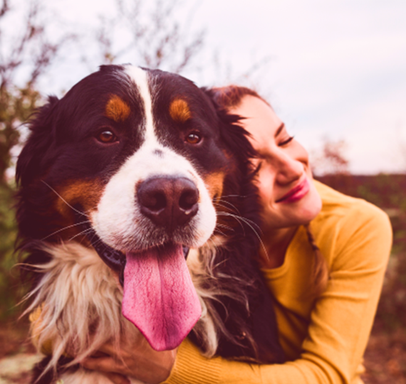 Girl hugging large Bernese Mountain Dog.