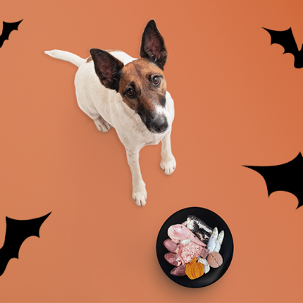 Spooky Raw Bowl for dogs