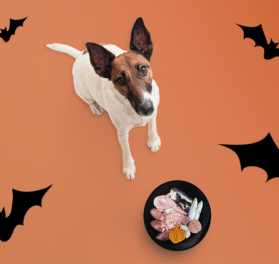 Spooky Raw Bowl for dogs