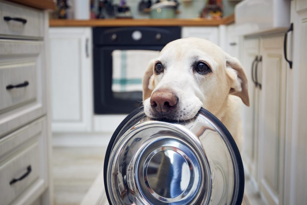 Hungry dog with sad eyes is holding his food dish waiting to be fed in the kitchen. 