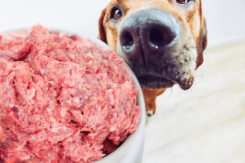 Closeup of a dog's snout close to a bowl of raw meat dog food.