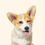 Baby Dog Sand