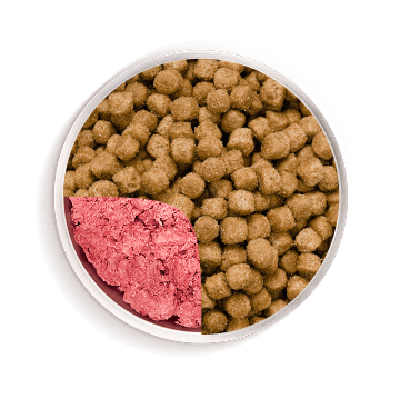 Transition Bowl A