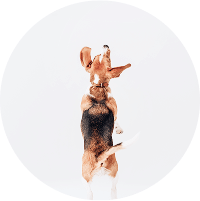 happy dog jumping