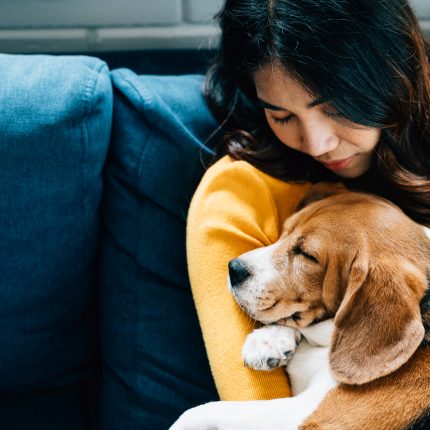 A young woman and her Beagle dog share a hug on a blue sofa.