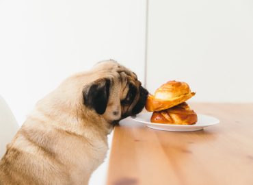 Cute dog licks pastries sitting on a white plate on a wooden table.