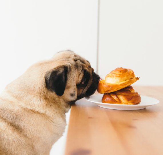 Cute dog licks pastries sitting on a white plate on a wooden table.