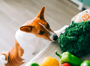 How to balance your pet's raw diet