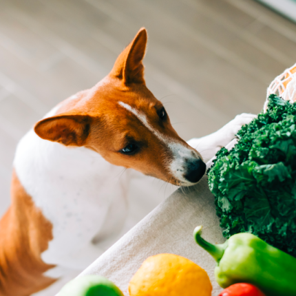 How to balance your pet's raw diet