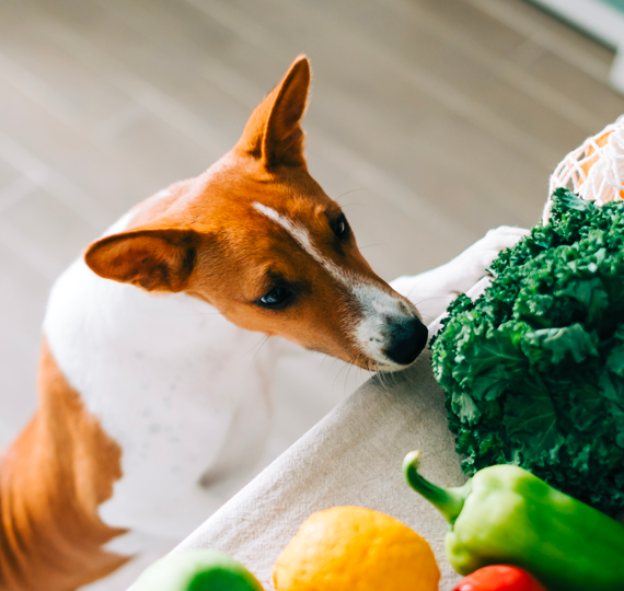 How to balance your pet's raw diet