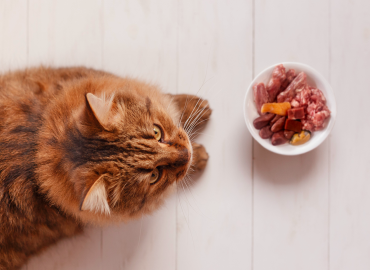 Aerial view of an orange cat laying across from a bowl of raw cat food.