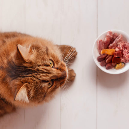 Aerial view of an orange cat laying across from a bowl of raw cat food.