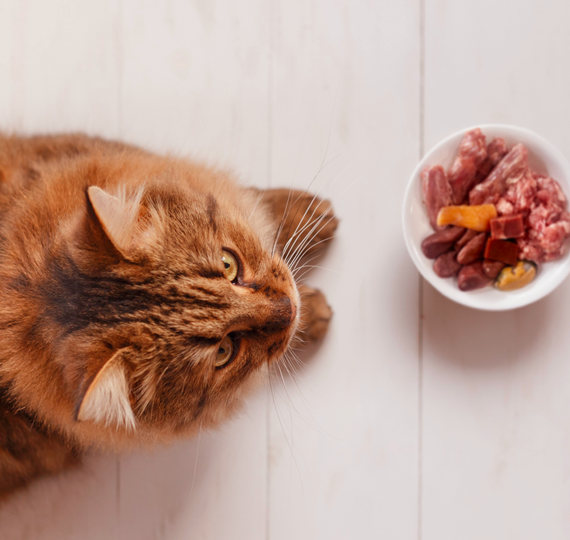Aerial view of an orange cat laying across from a bowl of raw cat food.