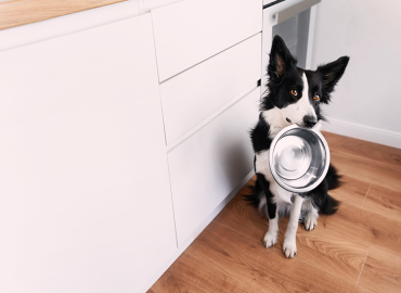 Border collie sits in a kitchen and holds silver dog food bowl in its mouth while looking at the camera.