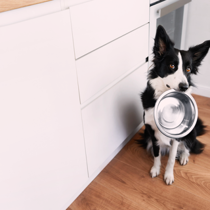 Border collie sits in a kitchen and holds silver dog food bowl in its mouth while looking at the camera.